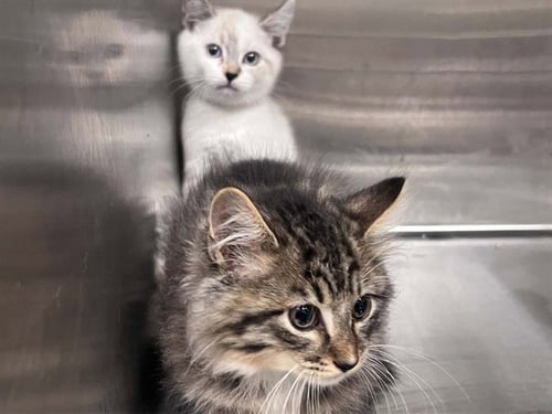 MAPLE - Domestic Short Hair available for adoption