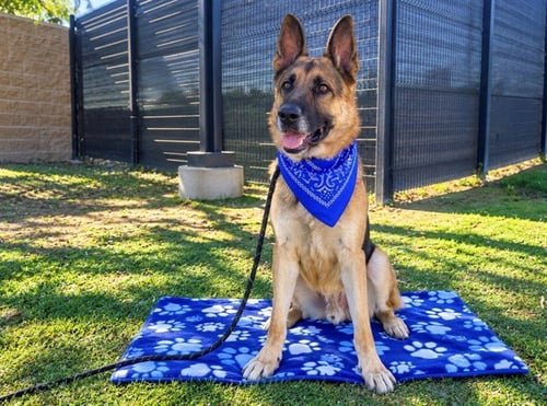 ROODY - German Shepherd Dog available for adoption