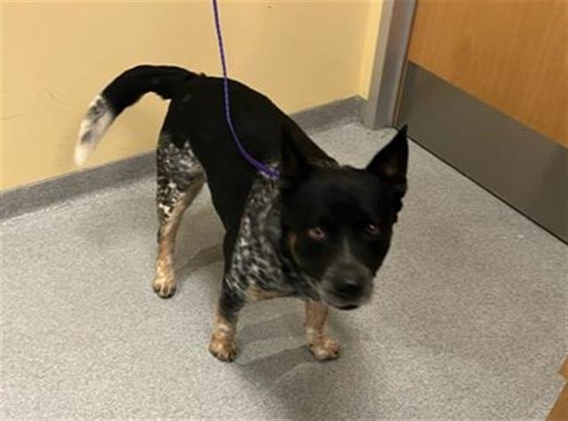 WRANGLER - Australian Cattle Dog/Blue Heeler available for adoption