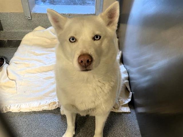 DAISY - Siberian Husky available for adoption