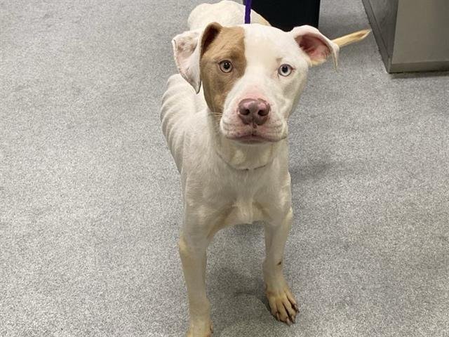 SKETTY - Pit Bull Terrier available for adoption