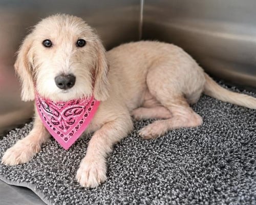 LARK - Petit Basset Griffon Vendeen available for adoption