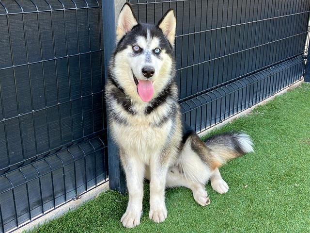 ANTON - Siberian Husky available for adoption