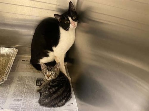 MILLY - Domestic Short Hair available for adoption
