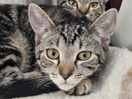 MILLY - Domestic Short Hair for adoption in Anaheim