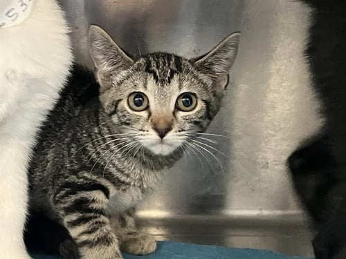 MILLY - Domestic Short Hair available for adoption