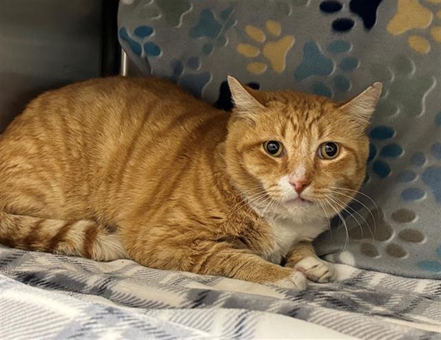 WESTRIDGE - Domestic Short Hair available for adoption