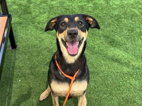 LYRIC - Doberman Pinscher available for adoption