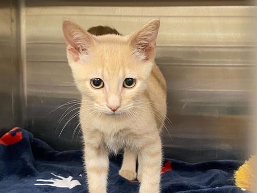 FELICITY - Domestic Short Hair available for adoption