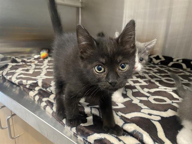 MISTY - Domestic Short Hair available for adoption