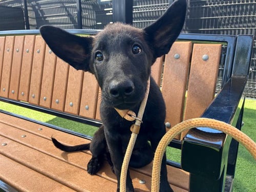 HAWKEYE - German Shepherd Dog / Belgian Shepherd Malinois available for adoption