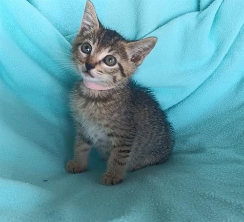 AMBER - Domestic Short Hair available for adoption