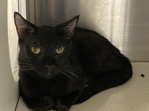 CLAUDIA - Domestic Short Hair for adoption in Santa Ana