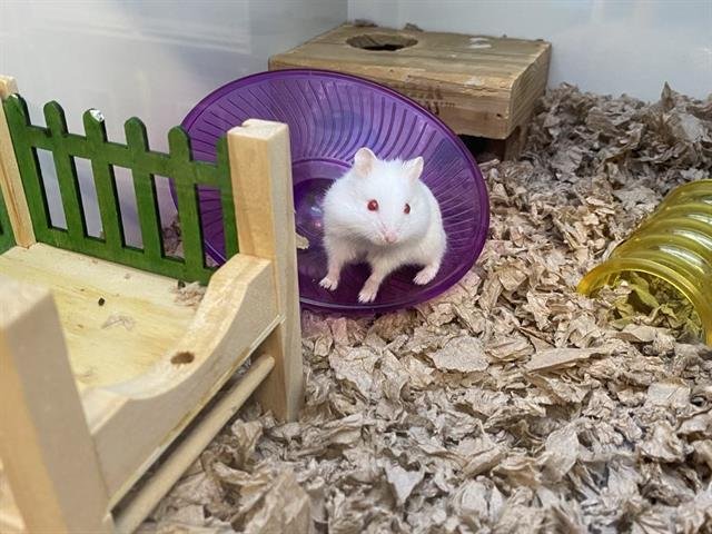 HADES - Hamster available for adoption