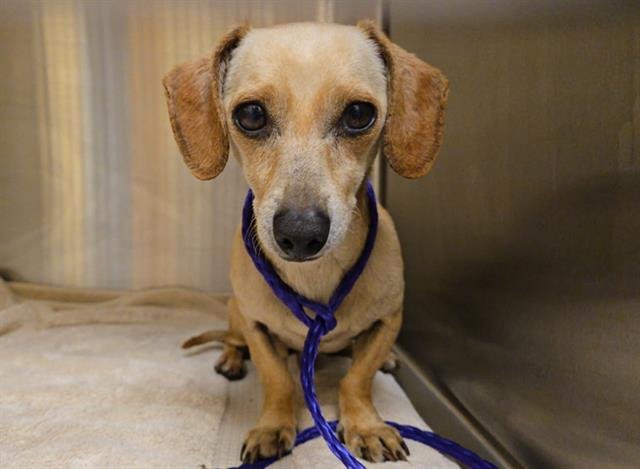 QUESO - Dachshund available for adoption