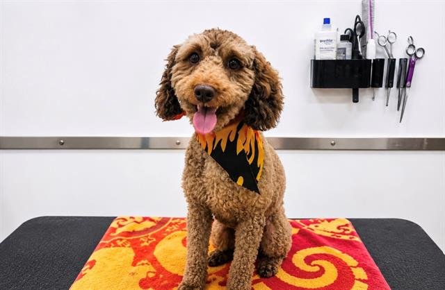 LOUIE Image