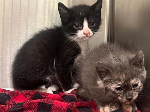 FISH - Domestic Short Hair available for adoption
