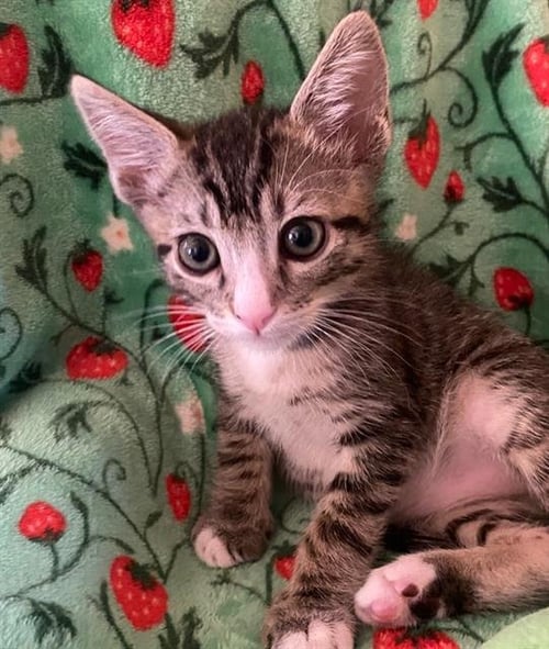 KOA - Domestic Short Hair available for adoption