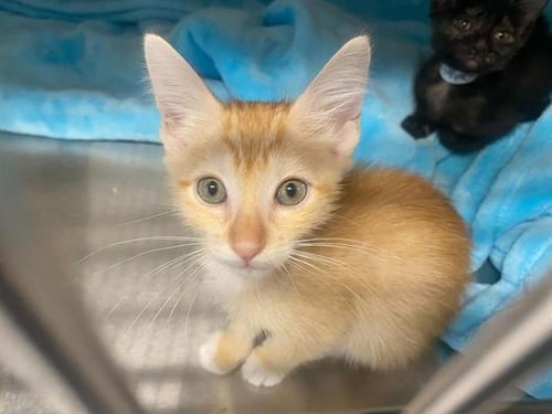 DONKEY - Domestic Short Hair available for adoption
