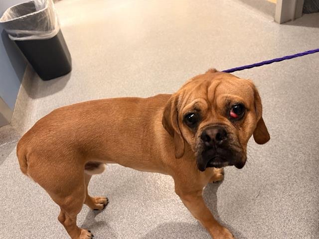 CRUSH - Pug / Beagle available for adoption