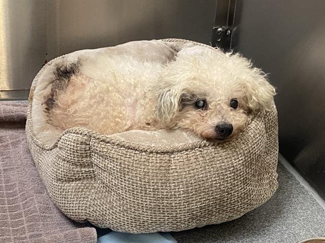 DOTTIE - Poodle (Miniature) available for adoption