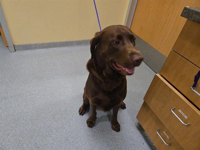 TUCKER - Labrador Retriever available for adoption