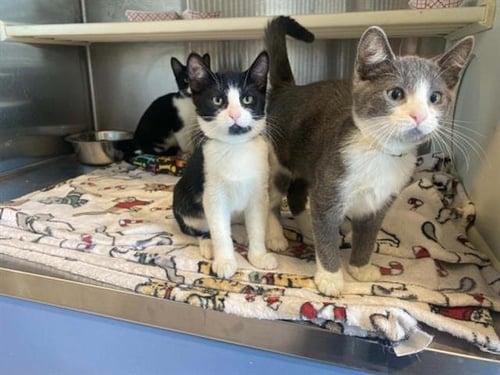 PETUNIA PIG - Domestic Short Hair available for adoption
