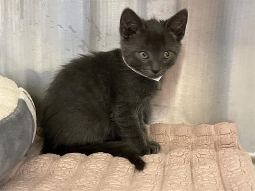 MIKEY - Domestic Short Hair available for adoption