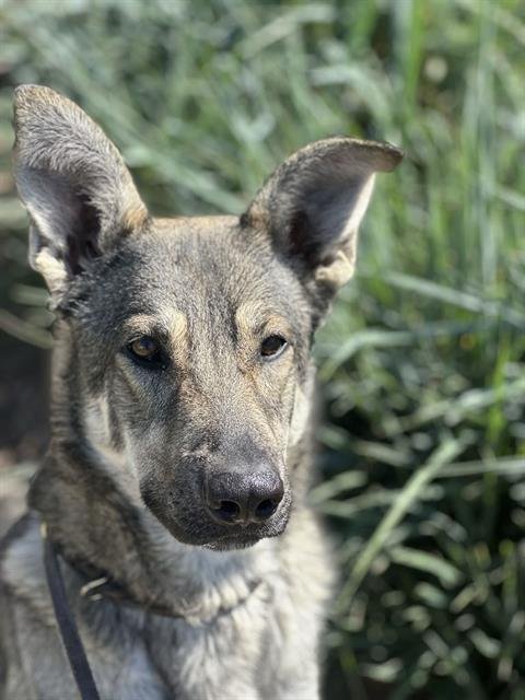 GEMS - German Shepherd Dog available for adoption