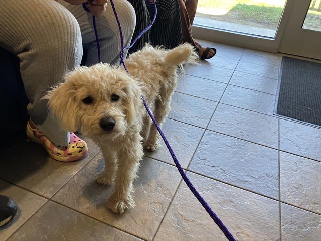 DUPREE - Poodle (Miniature) available for adoption