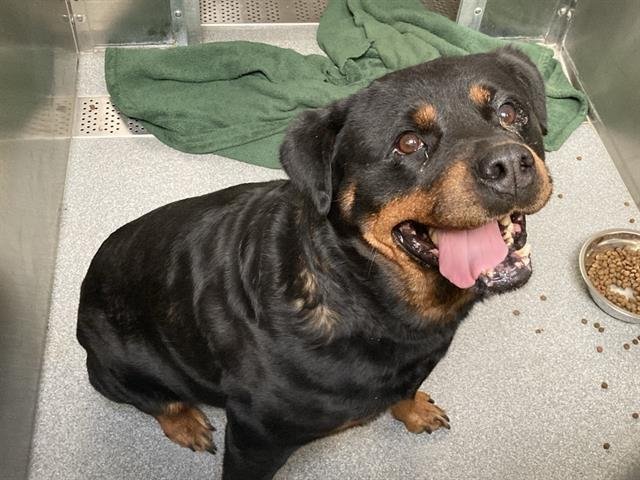 ZURI - Rottweiler available for adoption