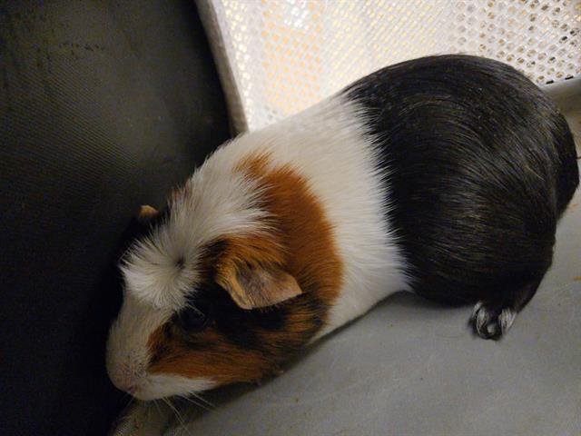 COSMO - Guinea Pig available for adoption