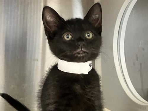 PATRICIA - Domestic Short Hair available for adoption