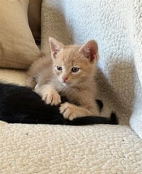 BUFF - SITTIN W/ KITTENS - Photo 1