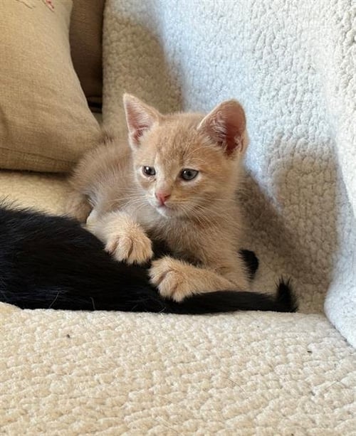 BUFF - SITTIN W/ KITTENS - Domestic Short Hair available for adoption