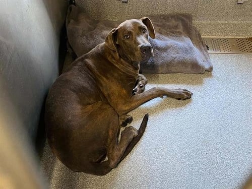 ALONSO - Pit Bull Terrier / Weimaraner available for adoption