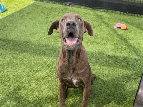 ALONSO - Great Dane available for adoption