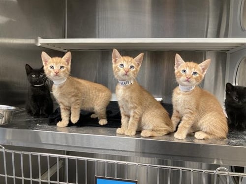 OCTOBER - Domestic Short Hair available for adoption