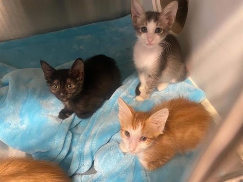 FAISAL - Domestic Short Hair available for adoption