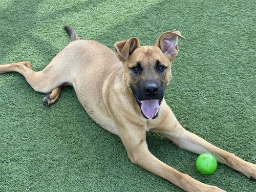 DUNCAN - German Shepherd Dog available for adoption