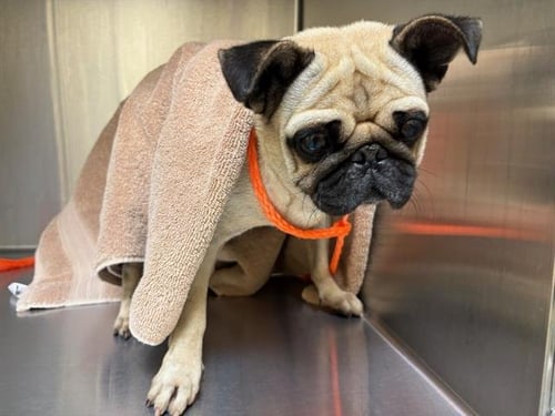 MAPLE - Pug available for adoption