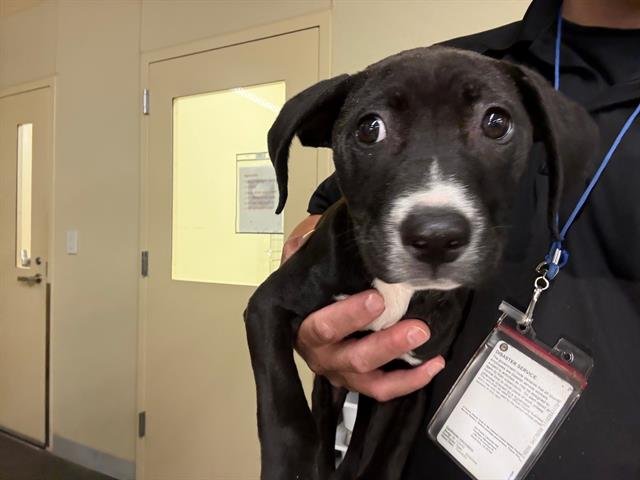 SCARLETT - Pit Bull Terrier available for adoption