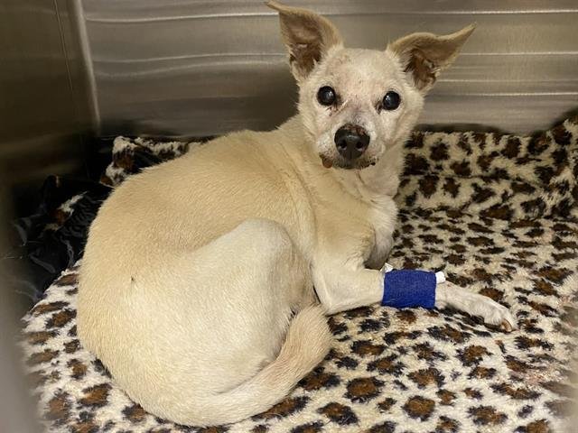 ROADIE - Dachshund available for adoption