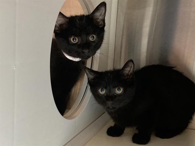 HONEY BEE - Domestic Short Hair available for adoption