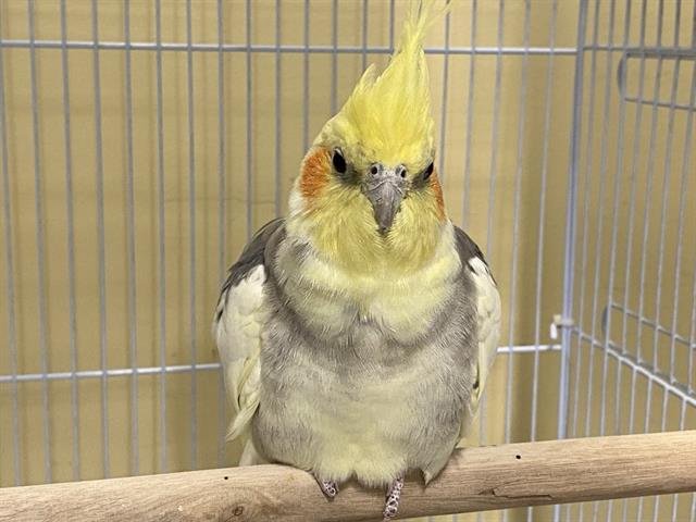 NIGEL - Cockatiel available for adoption