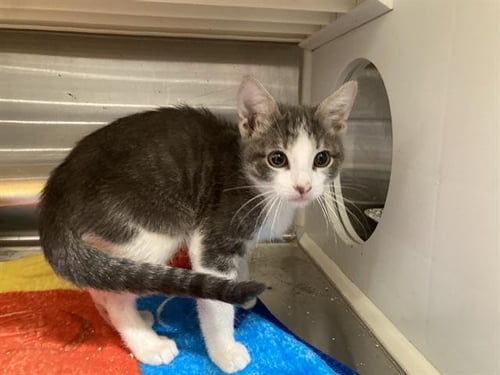 LIVINGSTON - Domestic Short Hair available for adoption