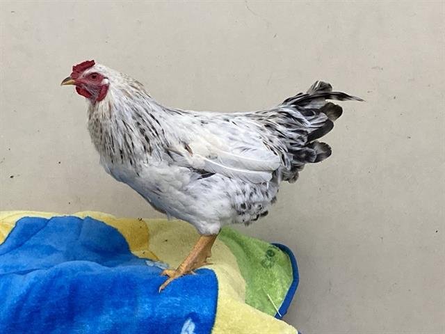 CLUCK LIDDELL - Wyandottes available for adoption