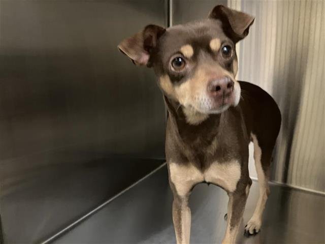 PEDRO - Chihuahua available for adoption