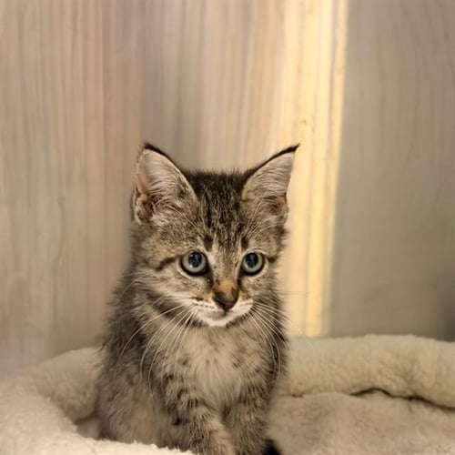 A1966233 - Domestic Short Hair available for adoption