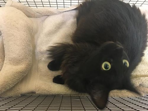 BEE - Domestic Long Hair available for adoption